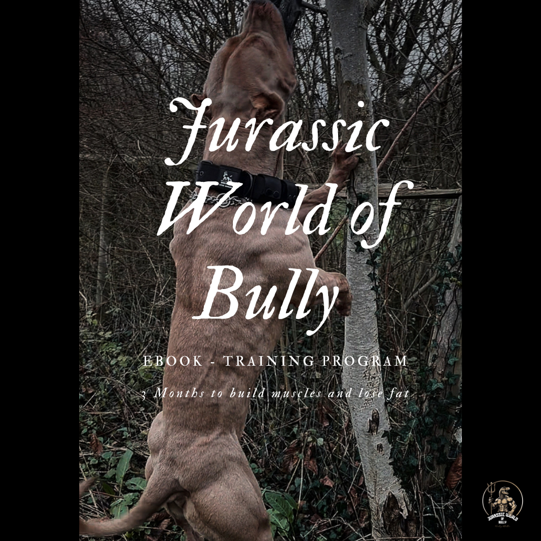 JWB - Training Program (English version)